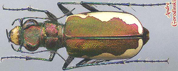 http://www.gorodinski.ru/cicindela/Cicindela lacteola s.str.jpg